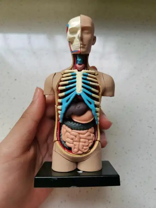 人体模型