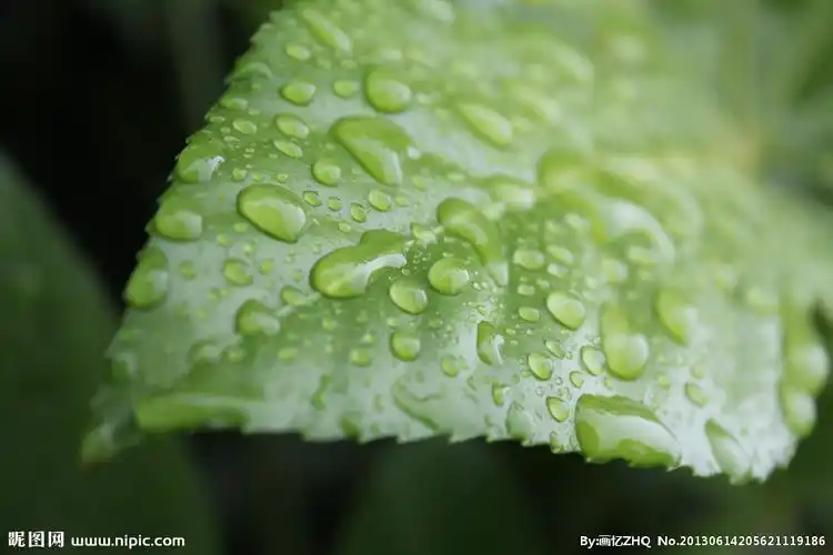 雨滴图片