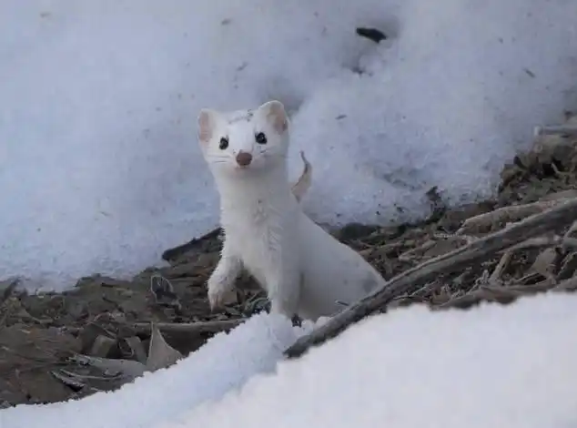 老黄鼠狼向袁天罡借寿