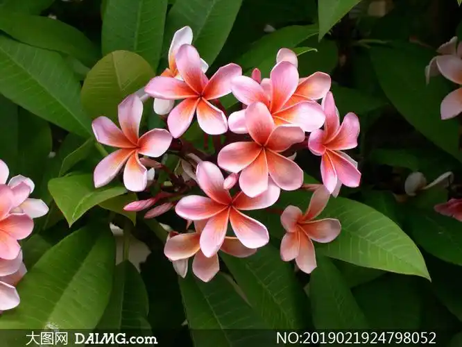 绿叶丛中的小花朵特写摄影高清图片