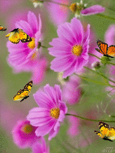 会动的照片,花飞蝴蝶乱,太美了!值得收藏