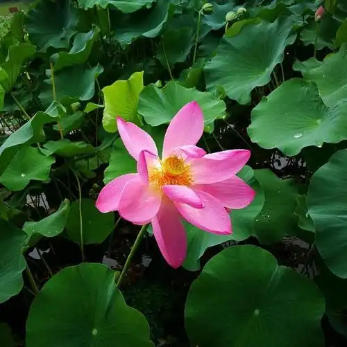 微信头像莲花图片