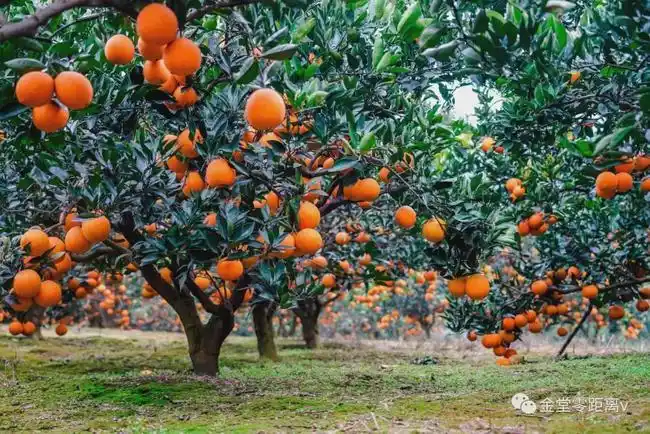 原来金堂这个乡镇也盛产水果,不仅可以采摘还能游玩探险!|脐橙|五凤|