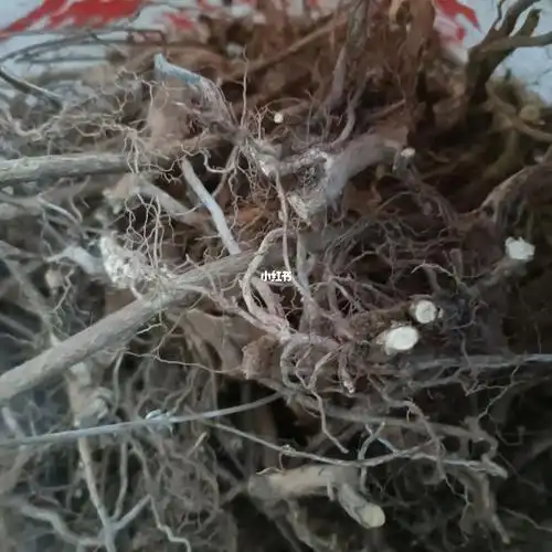 白马骨根满天星根六月雪根