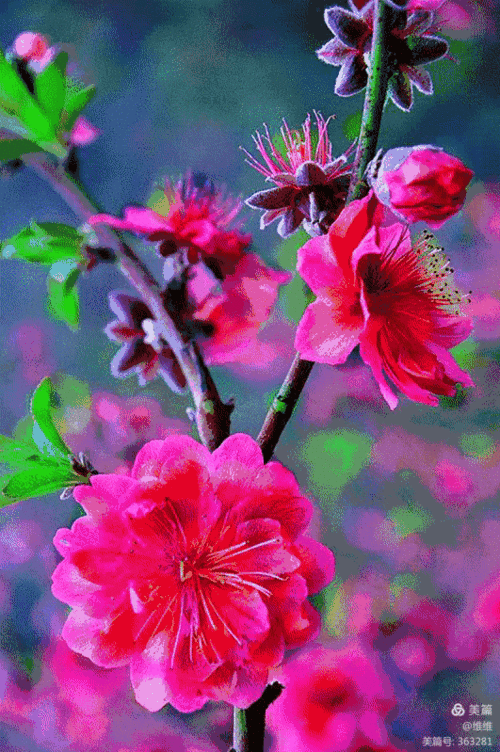 动态花鸟,养眼养心