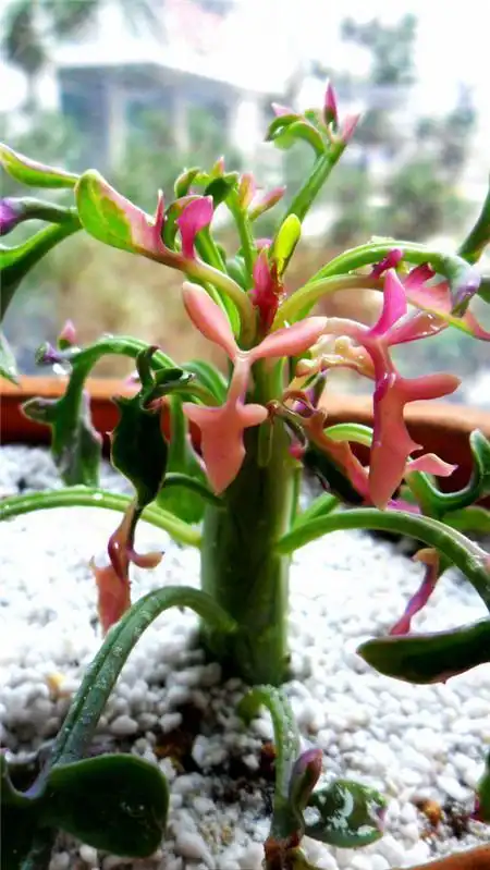 七宝树锦如何养才会更茂盛?