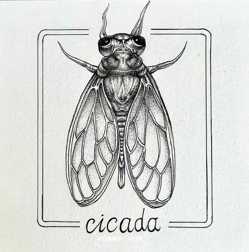 蝉夏天最热烈的歌者钢笔速写