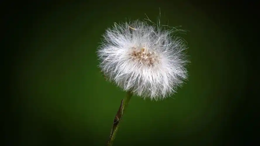 蒲公英,绒毛,绿色背景,桌面壁纸
