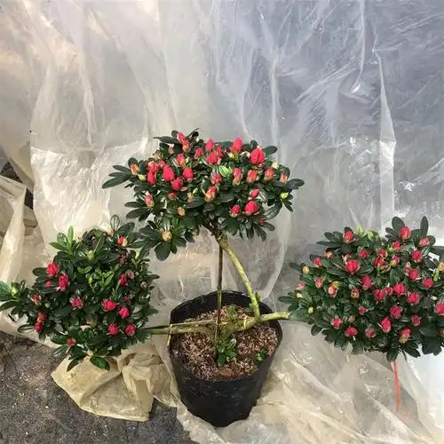 福建造型杜鹃花多种形状多品种室内盆栽一年四季开花四季常青