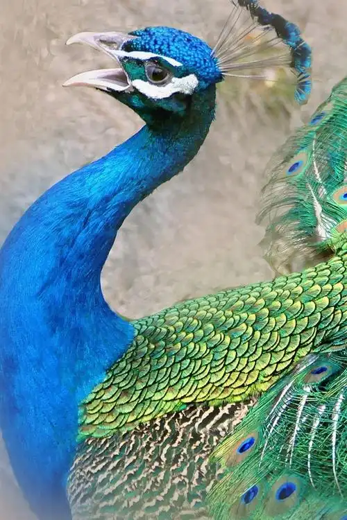 孔雀,美丽的尾羽