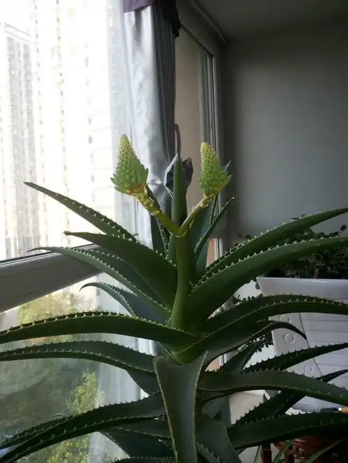 芦荟开花 - 观澜闻涛 - 观澜闻涛的博客