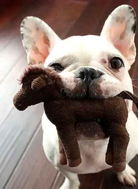 看看你能撑到第几张,30只让人可爱到心脏受不了的最萌小狗_狗狗_宝宝