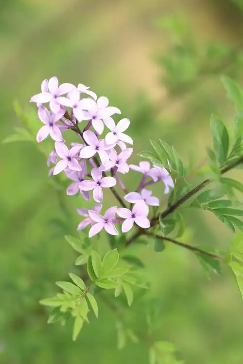西安植物园丁香花