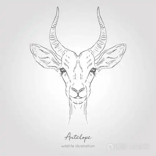 羚羊头正面视图的真实手绘矢量素描