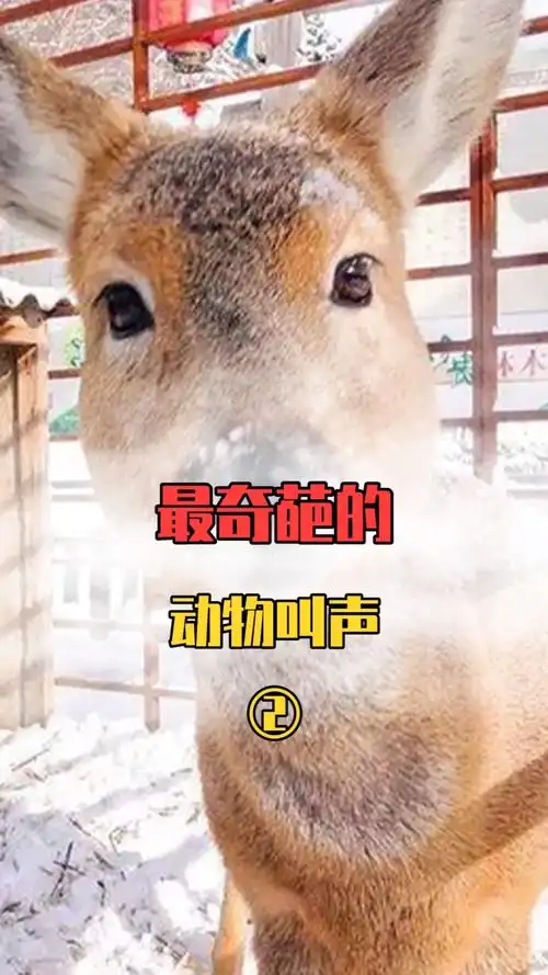 最奇葩的动物叫声小鳄鱼的叫声像游戏里的激光子弹