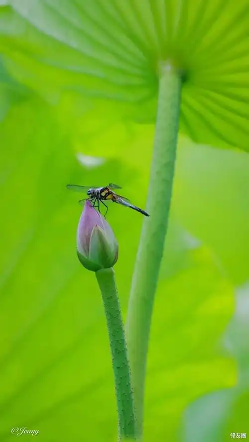 锦绣七月#蜻蜓点水爱粉荷