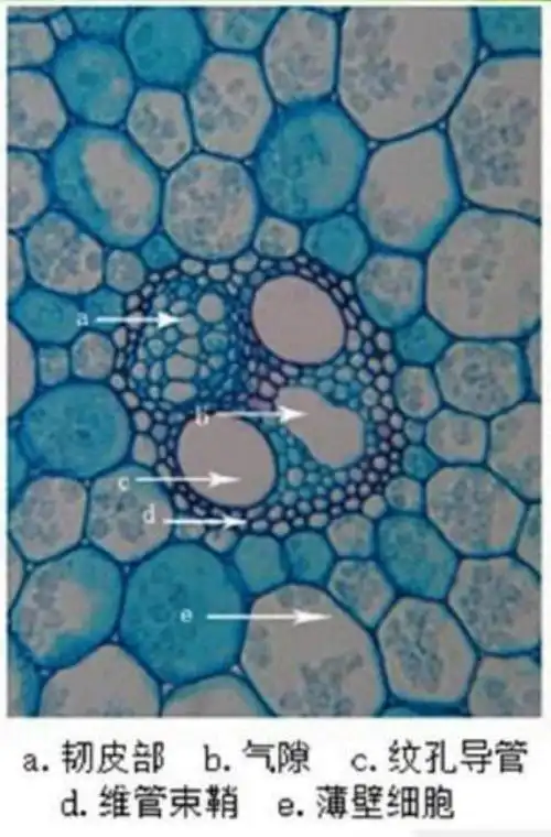 晚秋·晋祠水稻收割季