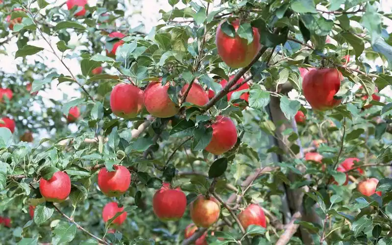 壁纸高清苹果宽屏壁纸风光风景