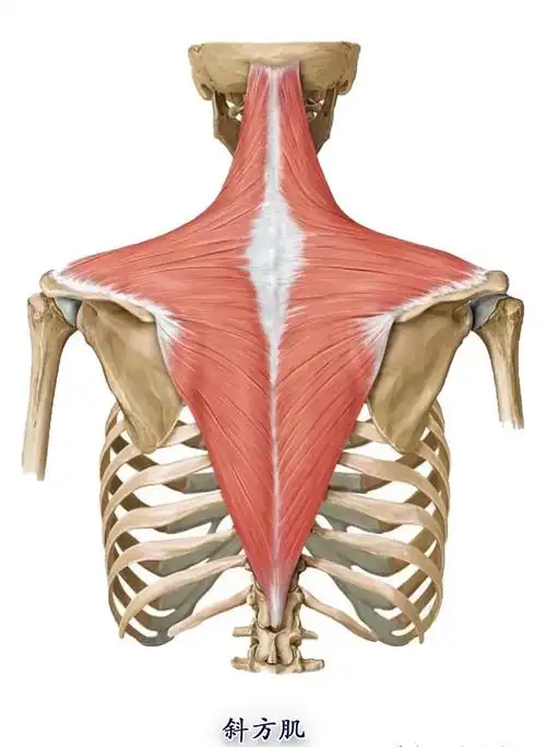 斜方肌拉伸l_r(斜方肌拉伸方法)