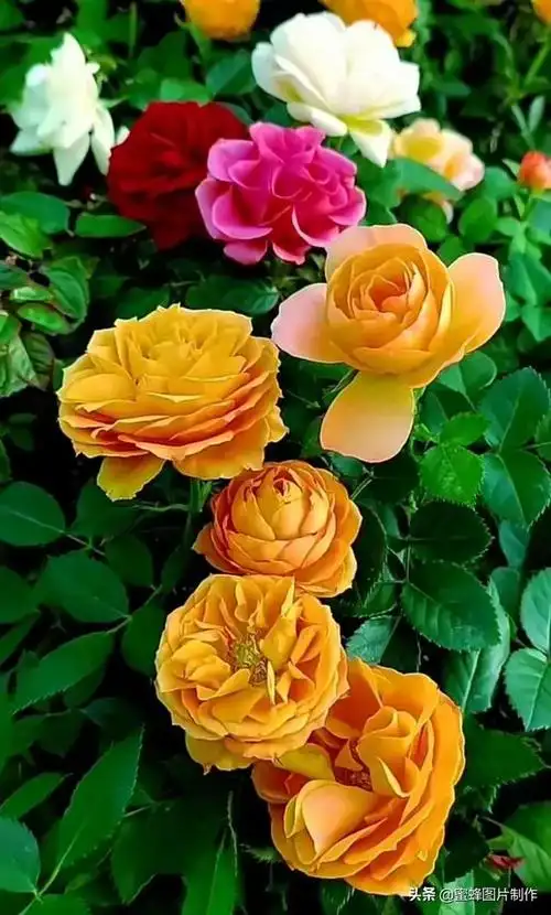 高清壁纸头像背景图,露珠的光芒,让玫瑰花显得娇嫩高贵优雅