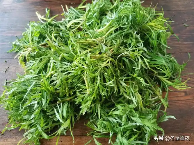 野菜种类(常吃的16种山野菜)