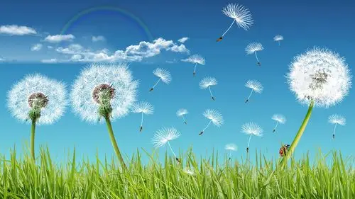 蒲公英风景大片壁纸