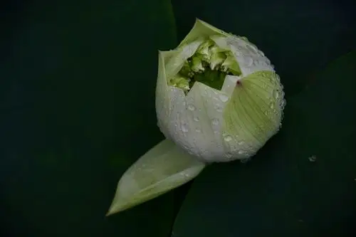 含苞待放,初绽开放.