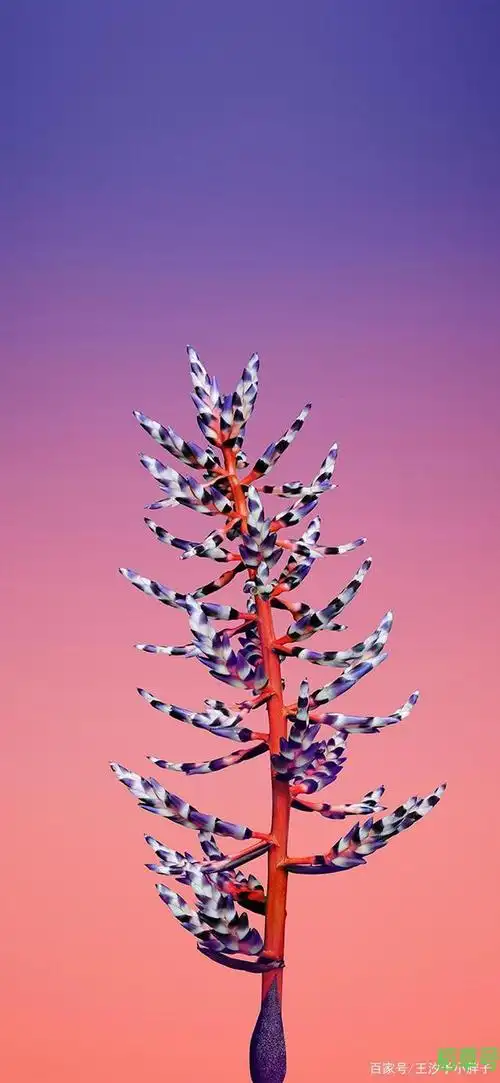 iphone12原装壁纸iphone12内置原生壁纸