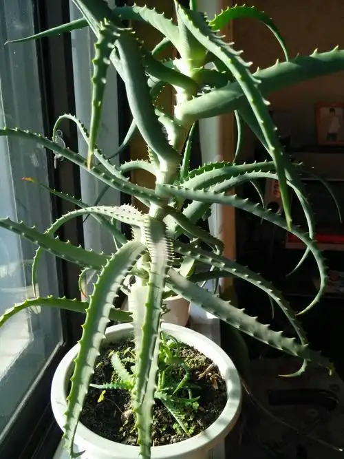 分享到:  2015-01-28 09:24 网友采纳 木立芦荟 原产于南非,在