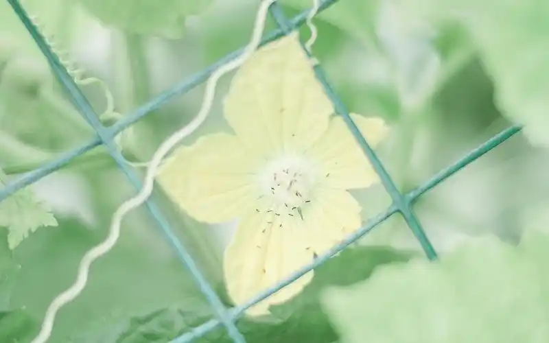 护眼的小清新背景,高清图片-壁纸族