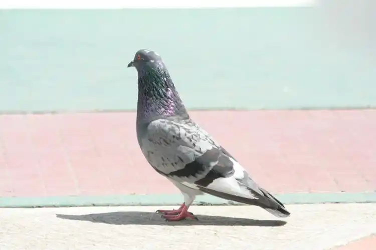 家养灰鸽子图片750x1334分辨率查看