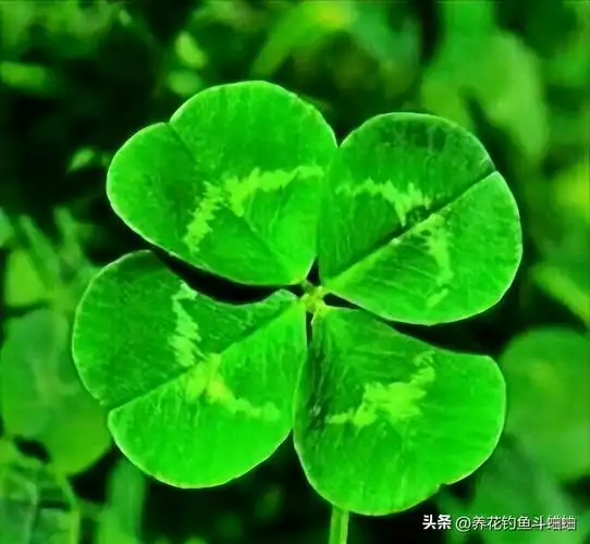 四叶草的含义和寓意(可遇不可求的"四叶草",若你遇到了,证明会"有好事