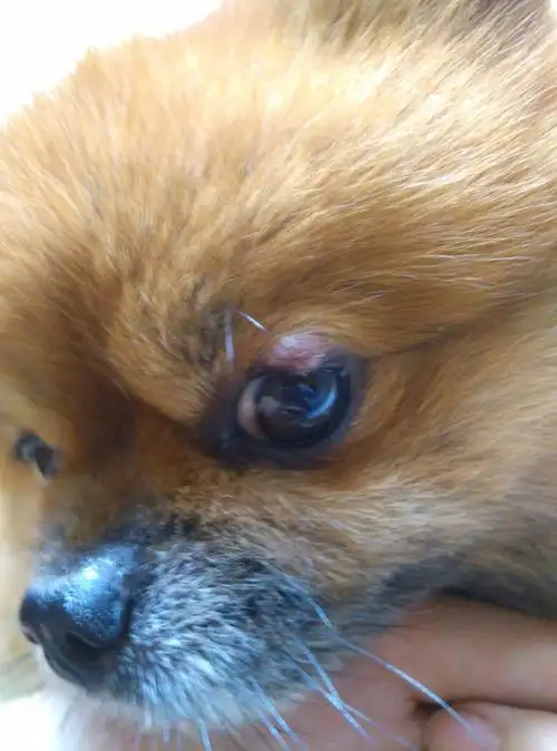 我们家的狗狗左眼皮上长了个包,有瓜子仁大小,狗狗精神正常,时间挺长