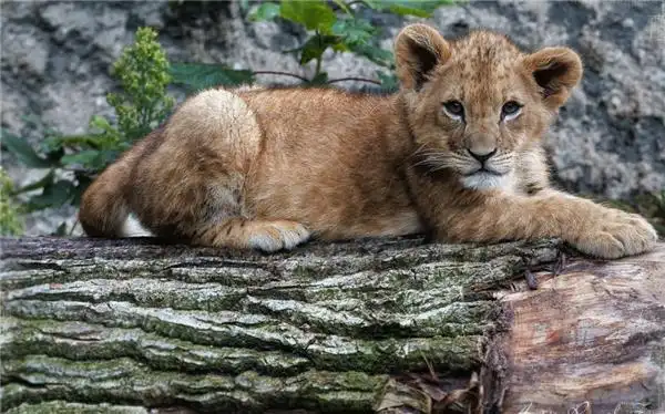 温顺可爱的小狮子苹果壁纸