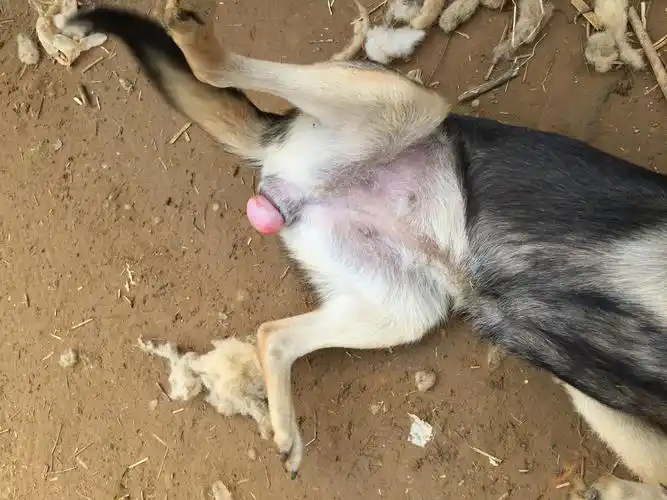 我的母狗下面长了个瘤,谁知道是什么东西啊