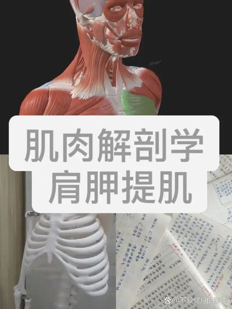 肌肉解剖学之肩胛提肌#肌肉