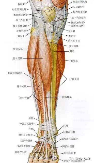 小腿前肌群和外侧肌群