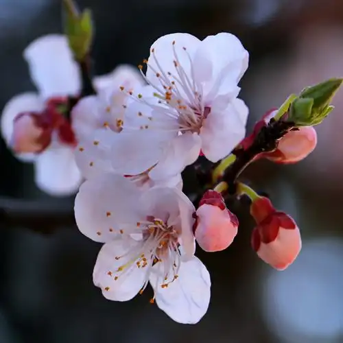 春天杏花_微信头像风景图片_扣扣居
