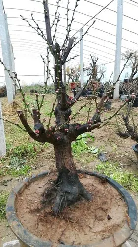 网上买的红梅只长叶子,没有花,正常吗?