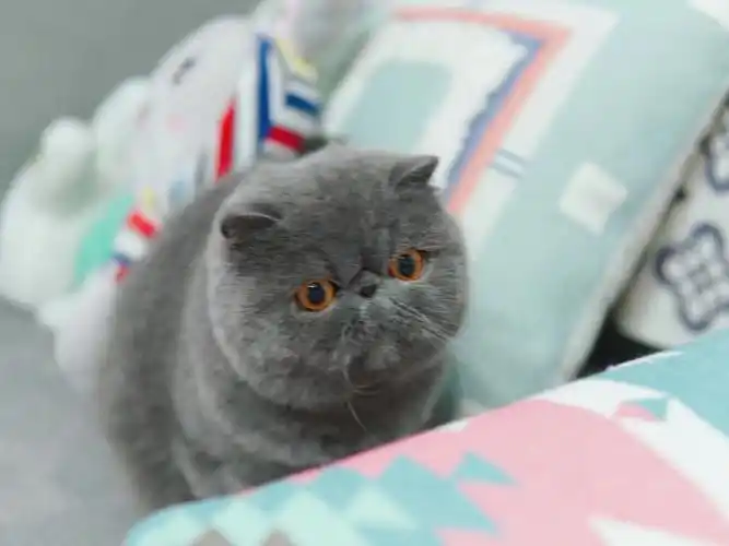 蓝色加菲猫我有点心事跟你说