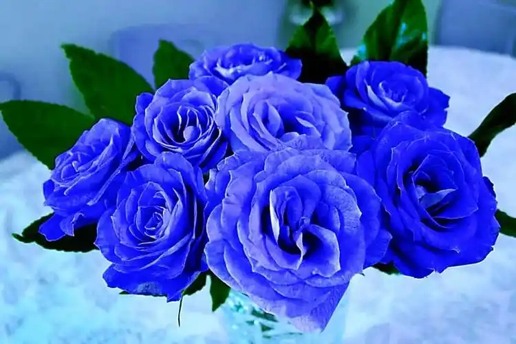 紫玫瑰花语(蓝玫瑰花语)