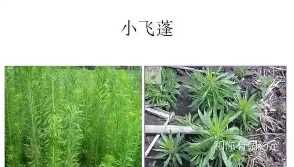 常见药用杂草飞蓬草