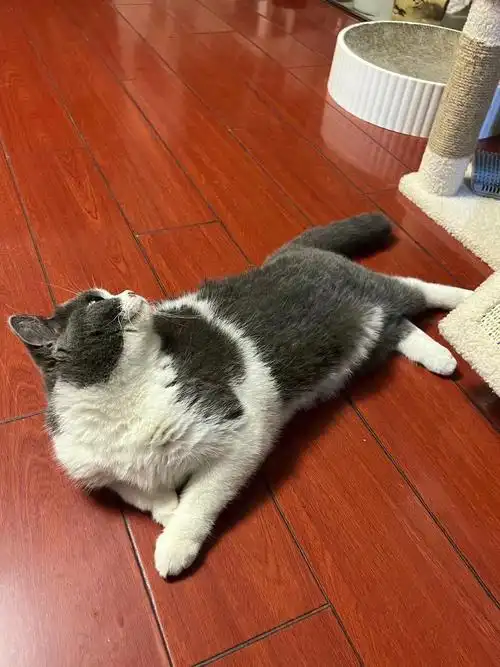 猫咪配种  家里小蓝白找对象 女孩子,谁有颜值高 品质好的成年公蓝