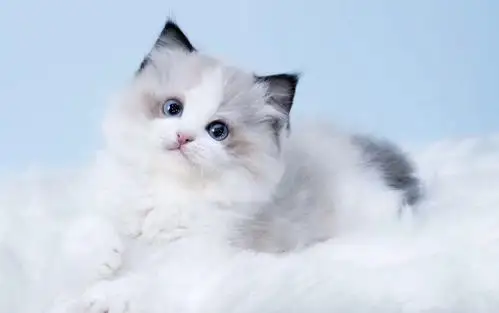 00元/只 品种 布偶猫 年龄 90天 疫苗 3针疫苗 性别 公母都有 级别