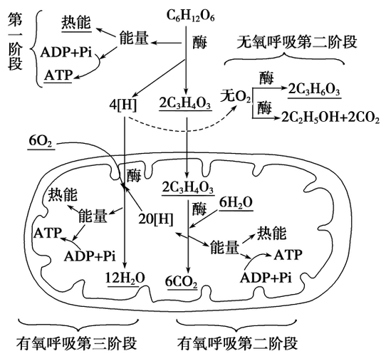 所有分类 > 【步步高】高考生物一轮总复习精品讲义 第9讲 细胞呼吸
