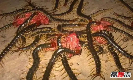 世界上最大的蜈蚣加拉帕格斯巨人蜈蚣06米能捕鸟抓蛇