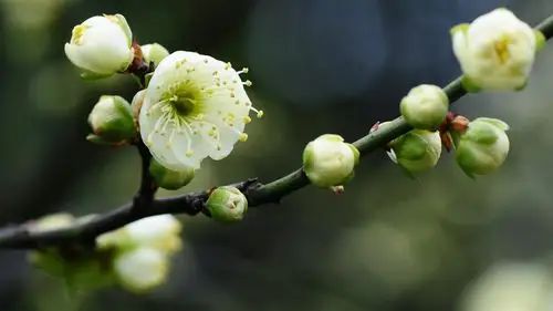 白色梅花,枝杈 壁纸 - 1600x900