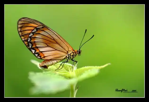 苎麻珍蝶 by loting-hk - dcfever.com