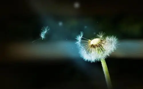 主题:落的蒲公英