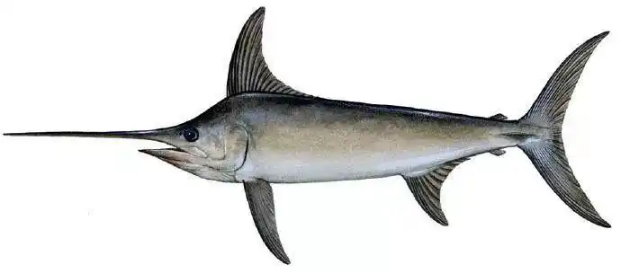 14号台风"剑鱼"已生成!惠东未来几天的天气是